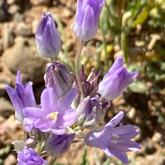 Meet your Posher, Sulee - Picture 1 of 3